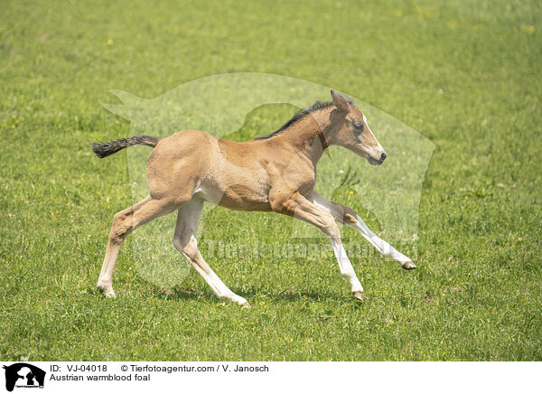 sterreichisches Warmblut Fohlen / Austrian warmblood foal / VJ-04018