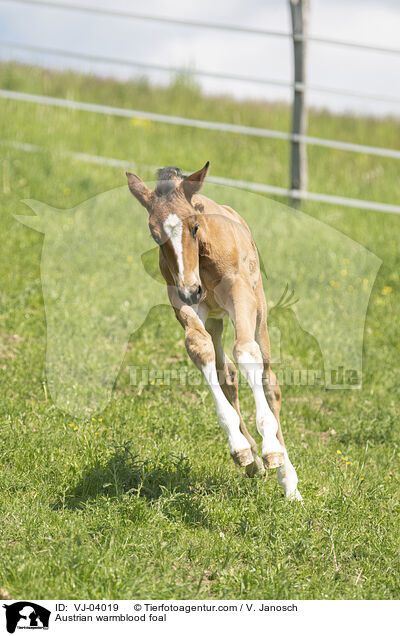 sterreichisches Warmblut Fohlen / Austrian warmblood foal / VJ-04019