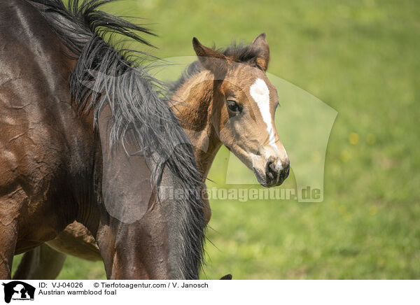 sterreichisches Warmblut Fohlen / Austrian warmblood foal / VJ-04026