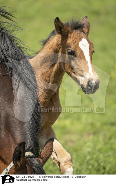 sterreichisches Warmblut Fohlen / Austrian warmblood foal / VJ-04027