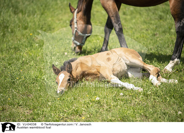 sterreichisches Warmblut Fohlen / Austrian warmblood foal / VJ-04038