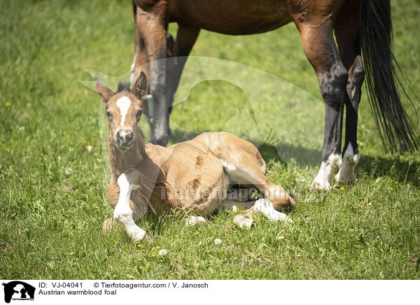 sterreichisches Warmblut Fohlen / Austrian warmblood foal / VJ-04041