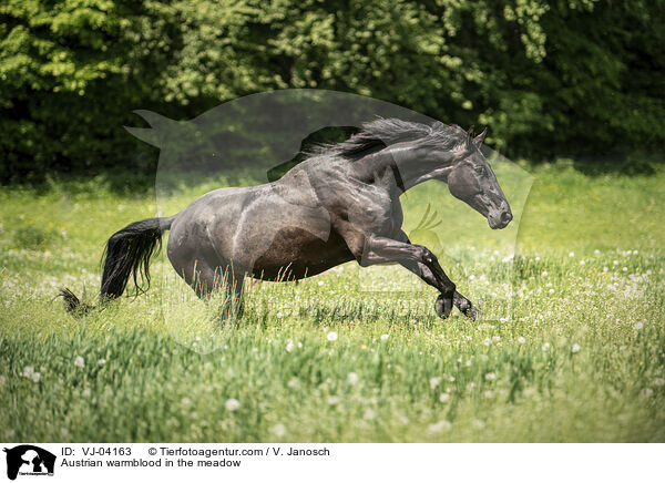 Austrian warmblood in the meadow / VJ-04163