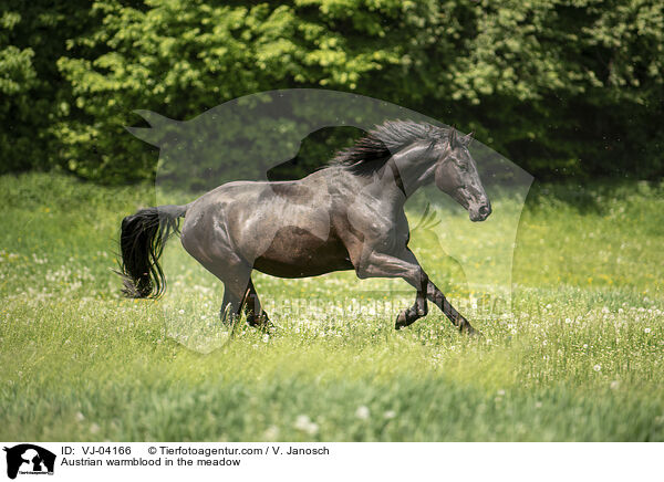 sterreichisches Warmblut auf der Koppel / Austrian warmblood in the meadow / VJ-04166