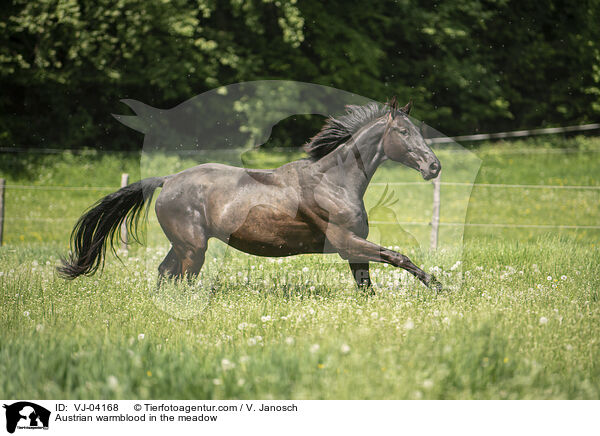 sterreichisches Warmblut auf der Koppel / Austrian warmblood in the meadow / VJ-04168