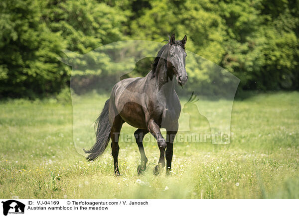 sterreichisches Warmblut auf der Koppel / Austrian warmblood in the meadow / VJ-04169