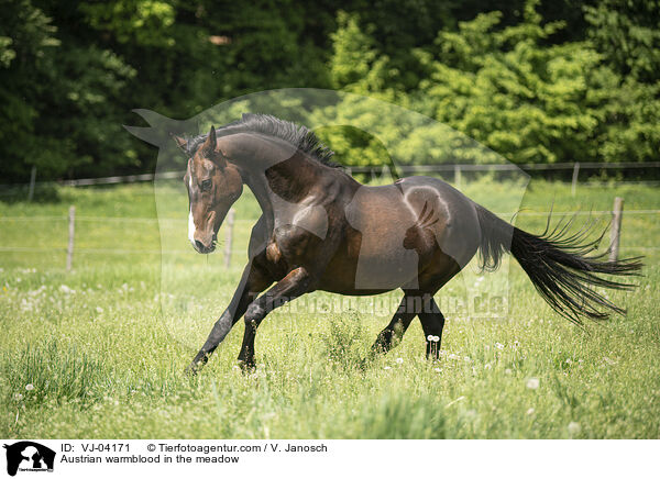 sterreichisches Warmblut auf der Koppel / Austrian warmblood in the meadow / VJ-04171