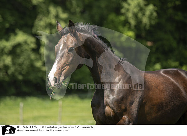 sterreichisches Warmblut auf der Koppel / Austrian warmblood in the meadow / VJ-04175