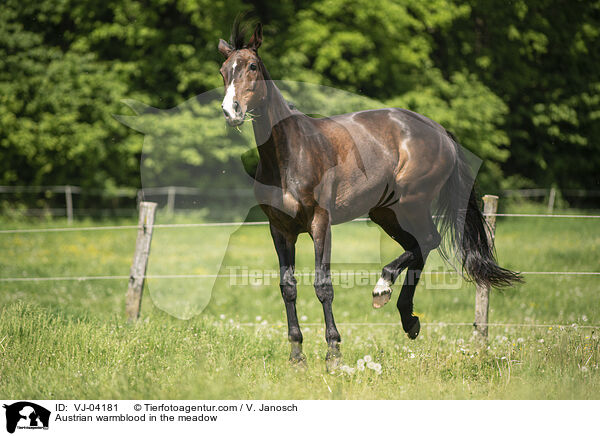 sterreichisches Warmblut auf der Koppel / Austrian warmblood in the meadow / VJ-04181