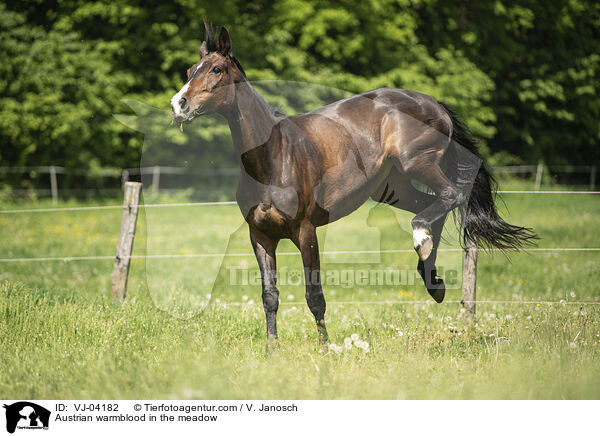 sterreichisches Warmblut auf der Koppel / Austrian warmblood in the meadow / VJ-04182