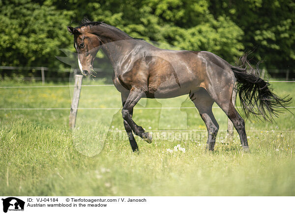 sterreichisches Warmblut auf der Koppel / Austrian warmblood in the meadow / VJ-04184