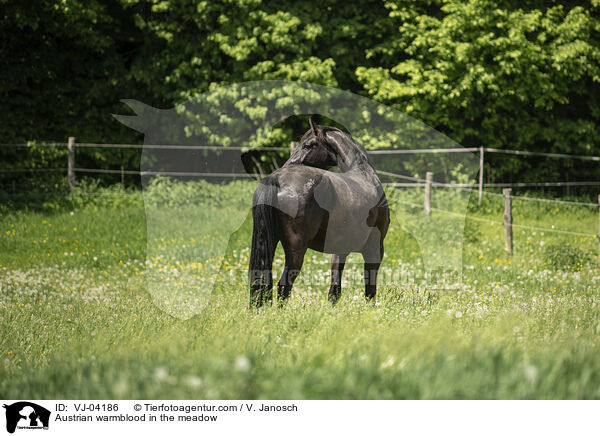 Austrian warmblood in the meadow / VJ-04186