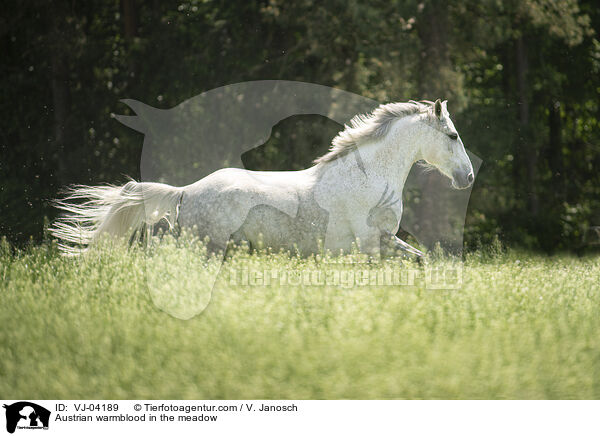 sterreichisches Warmblut auf der Koppel / Austrian warmblood in the meadow / VJ-04189