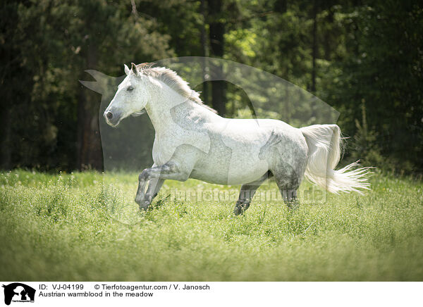 sterreichisches Warmblut auf der Koppel / Austrian warmblood in the meadow / VJ-04199