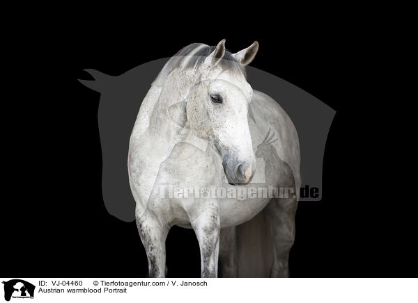 sterreichisches Warmblut Portrait / Austrian warmblood Portrait / VJ-04460