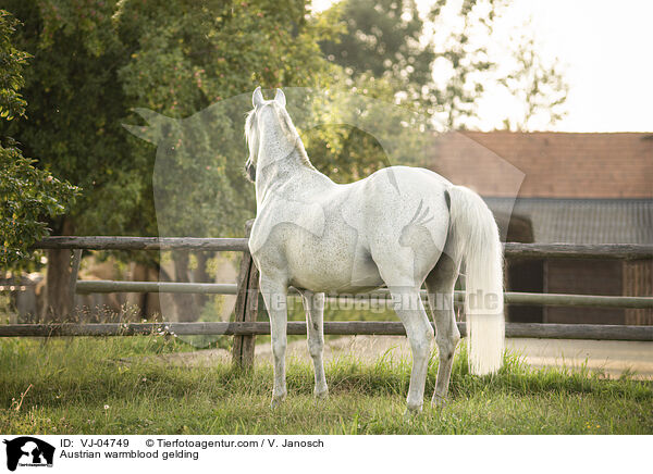 sterreichisches Warmblut Wallach / Austrian warmblood gelding / VJ-04749