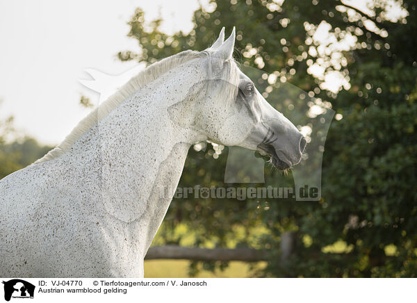 sterreichisches Warmblut Wallach / Austrian warmblood gelding / VJ-04770