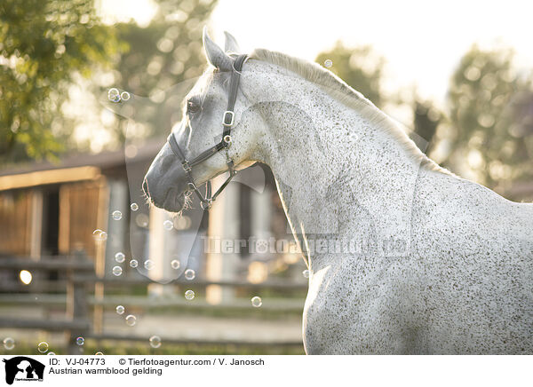 Austrian warmblood gelding / VJ-04773