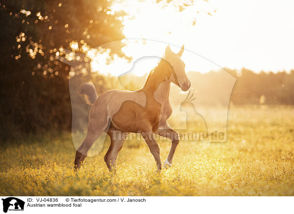 sterreichisches Warmblut Fohlen / Austrian warmblood foal / VJ-04836