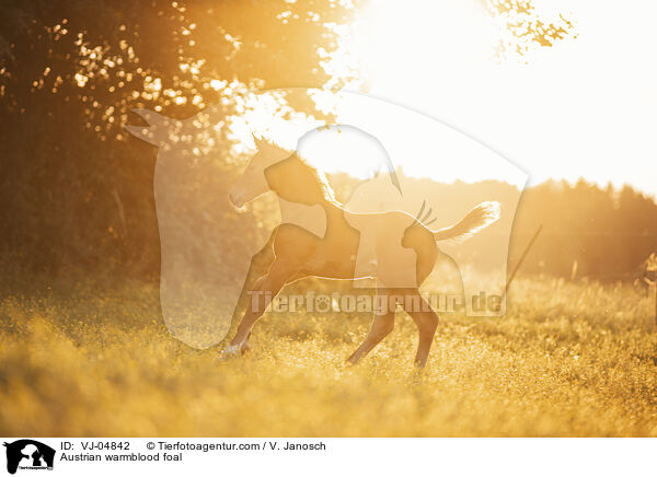 sterreichisches Warmblut Fohlen / Austrian warmblood foal / VJ-04842