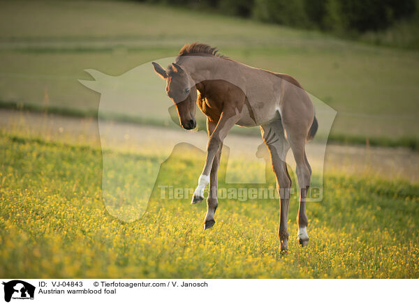 sterreichisches Warmblut Fohlen / Austrian warmblood foal / VJ-04843