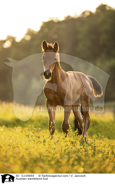 sterreichisches Warmblut Fohlen / Austrian warmblood foal / VJ-04855