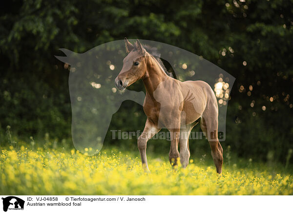 sterreichisches Warmblut Fohlen / Austrian warmblood foal / VJ-04858