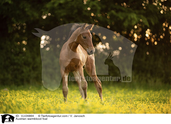 sterreichisches Warmblut Fohlen / Austrian warmblood foal / VJ-04864