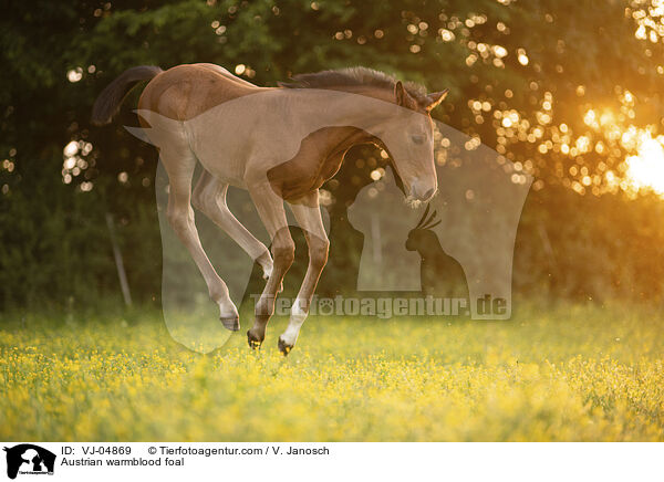 sterreichisches Warmblut Fohlen / Austrian warmblood foal / VJ-04869