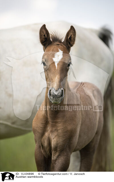 sterreichische Warmblter / Austrian warmbloods / VJ-04896