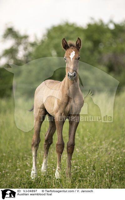 sterreichisches Warmblut Fohlen / Austrian warmblood foal / VJ-04897