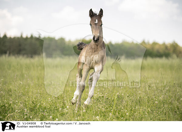 sterreichisches Warmblut Fohlen / Austrian warmblood foal / VJ-04908