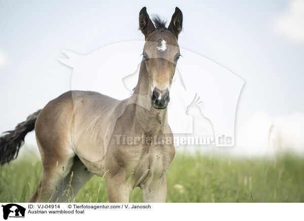 sterreichisches Warmblut Fohlen / Austrian warmblood foal / VJ-04914