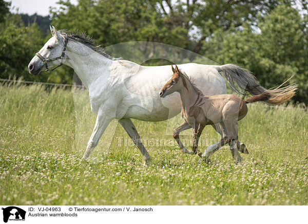 sterreichische Warmblter / Austrian warmbloods / VJ-04963