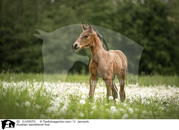 sterreichisches Warmblut Fohlen / Austrian warmblood foal / VJ-05070