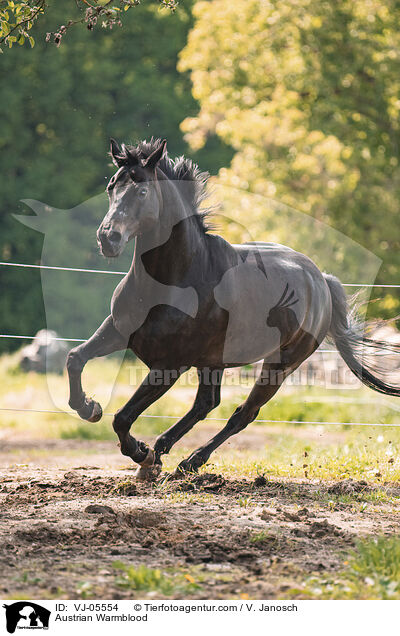 sterreichisches Warmblut / Austrian Warmblood / VJ-05554