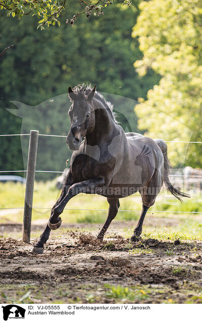 sterreichisches Warmblut / Austrian Warmblood / VJ-05555