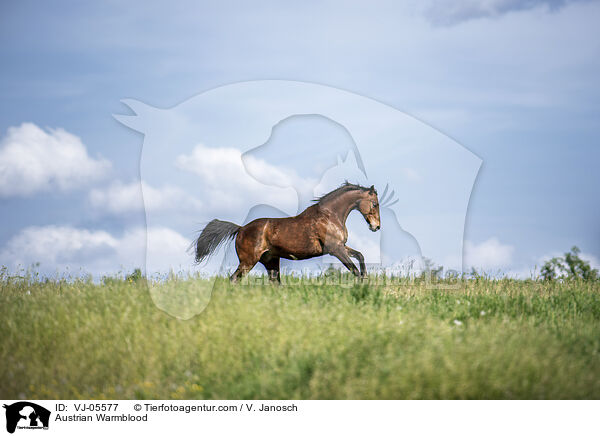 sterreichisches Warmblut / Austrian Warmblood / VJ-05577