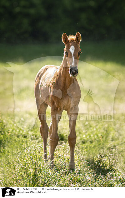 sterreichisches Warmblut / Austrian Warmblood / VJ-05630