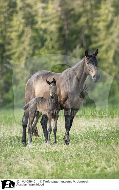 Austrian Warmblood / VJ-05640