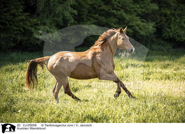 sterreichisches Warmblut / Austrian Warmblood / VJ-05658