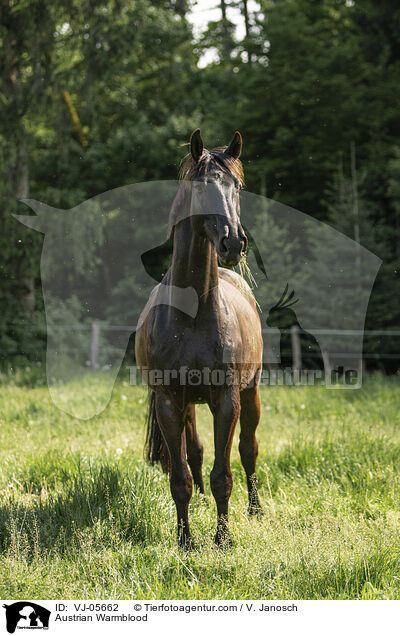 sterreichisches Warmblut / Austrian Warmblood / VJ-05662