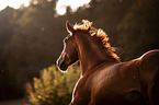 Austrian Warmblood Portrait