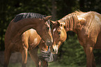 Austrian Warmbloods