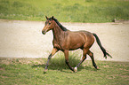 Austrian Warmblood