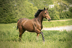 Austrian Warmblood