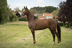 Austrian Warmblood