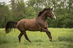 Austrian Warmblood