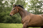 Austrian Warmblood