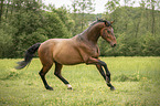 Austrian Warmblood